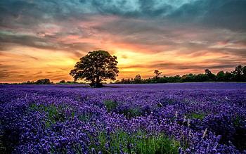 Love of lavender, MacBook Air , Botanical bliss, Floral perfection HD wallpaper