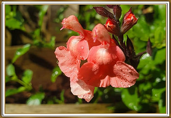 SNAPDRAGON FLOWERS, FLOWER, PRETTY, NATURE HD wallpaper