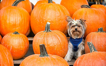 Animals, Pumpkin, Sit, Dog, Yorkshire Terrier HD wallpaper