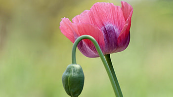 Poppy Pink, summer, poppies, poppy, flowers, wild, spring HD wallpaper