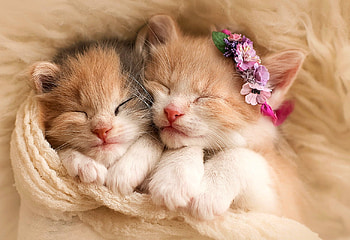 Lovely Kittens, Cat, lovely, Animal, Kitten HD wallpaper