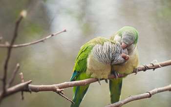 3D love bird, Dimensional artistry, Romantic symbolism, Visual masterpiece HD wallpaper