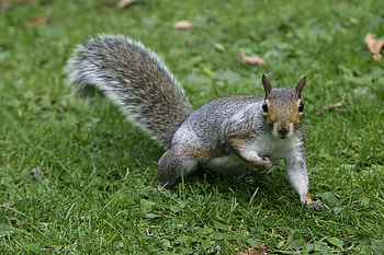 Animals, Squirrel, Grass, Fluffy, Tail HD wallpaper
