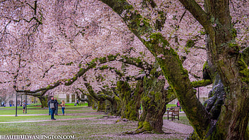 Cherry Blossom at the University of Washington, 2017 Cherry Blossom at the University of Washington, 2017 ... HD wallpaper