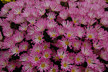 Chrysanthemum, Earth , High-quality , perfection HD wallpaper