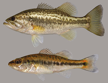 Largemouth Bass, Discover Fishes HD wallpaper