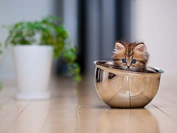 Animals, Cats HD wallpaper