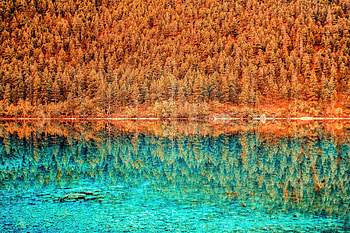 Trees, lake, forest, autumn, nature, reflections HD wallpaper