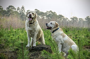 Two Labrador Retrievers enjoying a walk in a lush green forest, showcasing nature's beauty. HD wallpaper