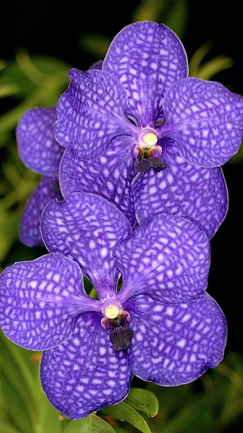 Vanda Orchid, Adorable, Flowers HD phone wallpaper