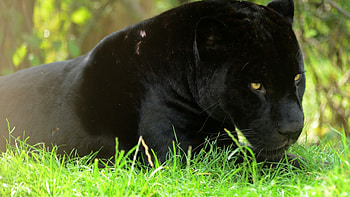 Angry-black-panther, pisica, leu, jaguar, pantera HD wallpaper