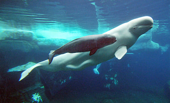 Beluga Whale, , Michelle Simpson, Aquatic beauty HD wallpaper