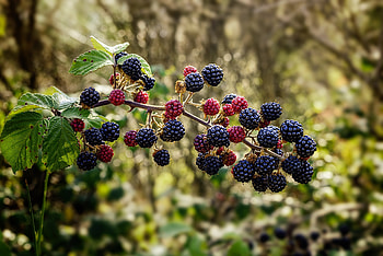 Food, Raspberry, Berries, Blackberry, Branch HD wallpaper