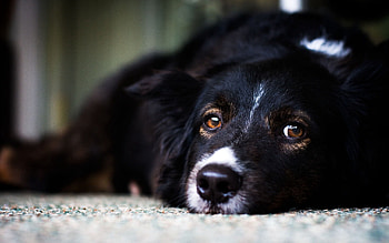 Animals, To Lie Down, Lie, Dog, Muzzle, Eyes, Sadness, Sorrow HD wallpaper