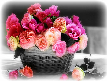 ROSES for my Friends , Roses, Basket, Flowers, Friends, Lovely, beautiful, Colors HD wallpaper