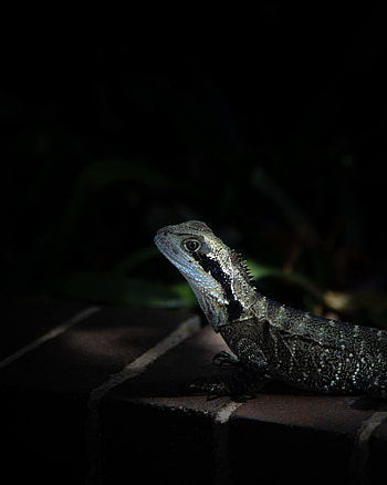 Animals, Dark, Lizard, Reptile, Iguana HD phone wallpaper