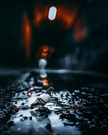 Animals, Water, Glare, Bird, Blur, Smooth, Dove HD phone wallpaper