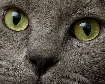 Look Into My Eyes!, eyes, cat, russian blue HD wallpaper
