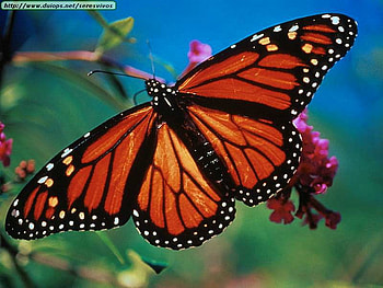 Butterflie HD wallpaper