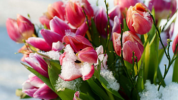 Tulips, Snow, Macro, Petals HD wallpaper