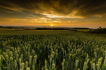 Nature, Sunset, Twilight, Field, Dusk, Evening HD wallpaper