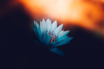 Flowers, Lotus, Shine, Light, Petals, Bloom, Flowering HD wallpaper