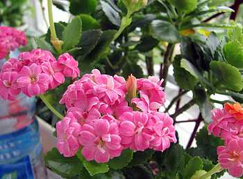 Flowers, Flower, Greens, Room, Pot, Kalanchoe HD wallpaper