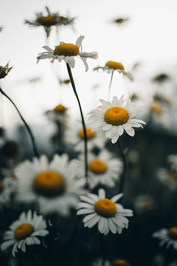 Flowers, Camomile, Flower, Plant, Chamomile, Wildflowers HD phone wallpaper