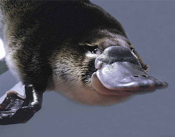 Animals, Sight, Opinion, To Swim, Swim, Platypus HD wallpaper
