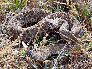 Rattle Snake, colorado rattler, keenesburg, prairie rattler HD wallpaper