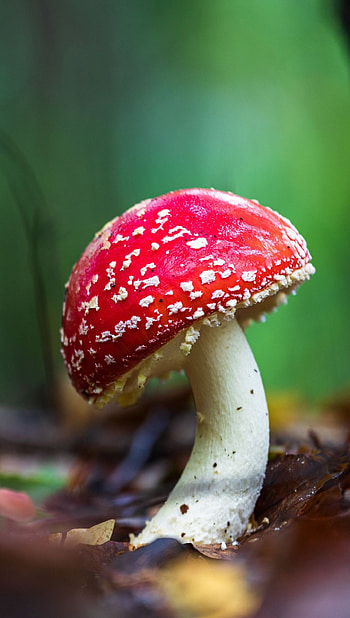 Amanita, Nature, Mushroom , Ultra HD phone wallpaper