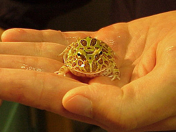 Little Frog, cute, frog, , little HD wallpaper
