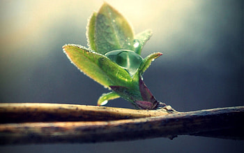 Macro, Sheet, Leaf, Moisture, Bloom, Flowering, Branch, Drop HD wallpaper