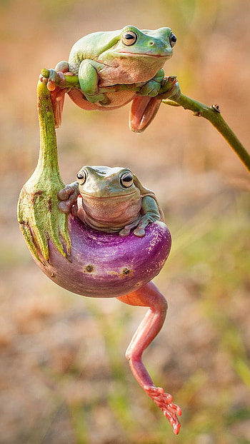 Cute Frog, Adorable Frog HD phone wallpaper