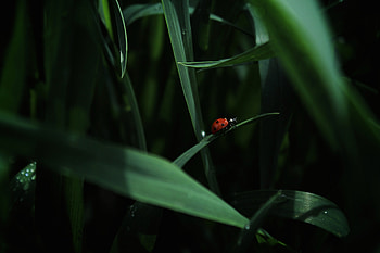 Animals, Grass, Insect, Ladybug, Ladybird HD wallpaper