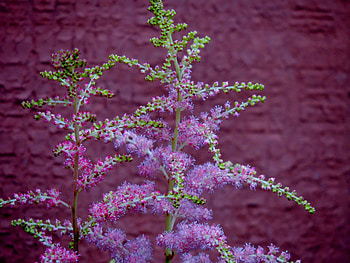 Pink Flower, graphy, Astilbe, Nature, Flower, Pink HD wallpaper