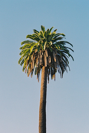 Nature, Sky, Plant, Wood, Tree, Palm HD phone wallpaper