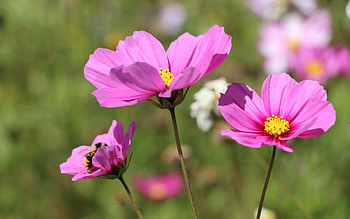 Cosmos Flowers and Bee, pink, plants, cosmos flowers, macro, bee HD wallpaper