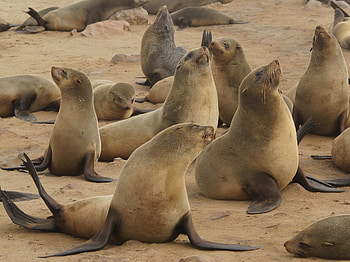Cape Fur Seals, animal, seal, fur, cape HD wallpaper