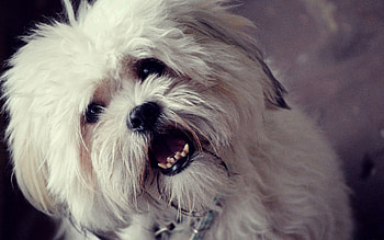 Animals, Fluffy, Dog, Muzzle, Open Mouth HD wallpaper