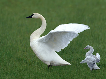 Animals, Birds, Swans HD wallpaper