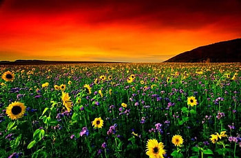 Flower field at sunset, nature, field, sunset, flower HD wallpaper