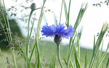Cornflower, blue, flower, macro HD wallpaper