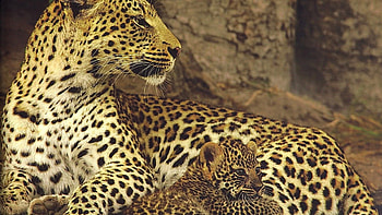 Jaguar and Cub, big cats, leopard, jaguar, wildlife, animals, nature, cubs HD wallpaper