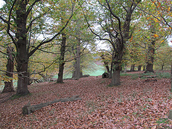 Autumnal Leafy Carpet, Knole Park, Trees, Autumnal, Leaf Carpet, Sevenoaks, Forests, Parkland HD wallpaper