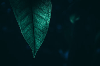 Green Leaf Macro , macro, leaf, green, nature HD wallpaper