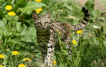 Ocelot , Exquisite feline, Enigmatic charm, Nature's artwork HD wallpaper