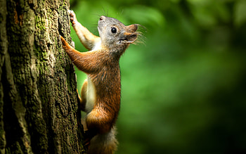 Squirrel, animal, nature, rodent HD wallpaper