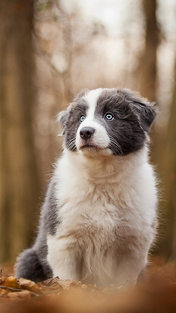 Border Collie puppy, Woods leaves, , Dog HD phone wallpaper
