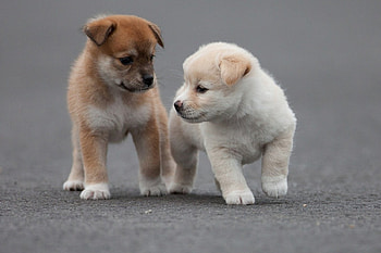 Dogs, sweet, pay, puppies, cute, beautiful, beauty, playful, playful dog, puppy, dog face, pretty, animals, face, bubbles, lovely HD wallpaper